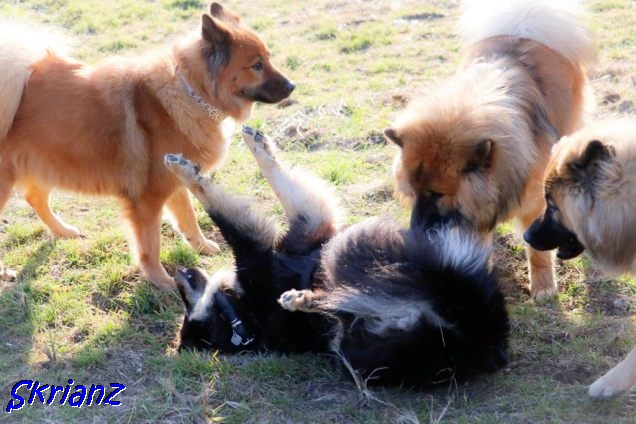 12.2.2022 - Aria, Lola, Barki und Shiva